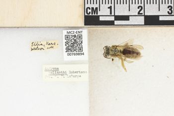 Media type: image;   Entomology 769894 Aspect: Labels